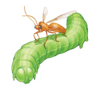 Enlist Beneficial Insects for Natural Pest Control Image